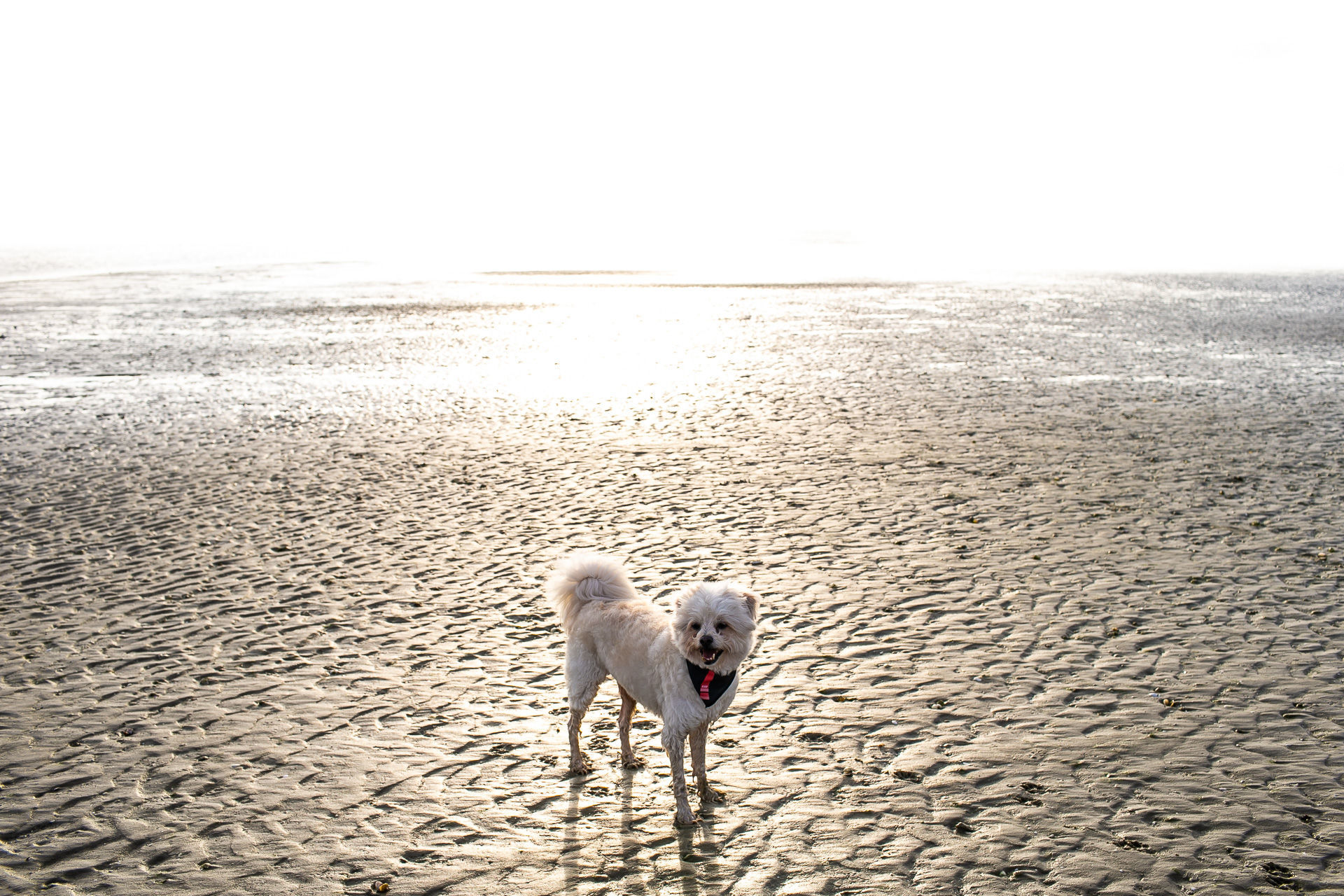 Foto Ensaio Thaty & Kaue :: Ilha do Mel - Pr - Imagem 14