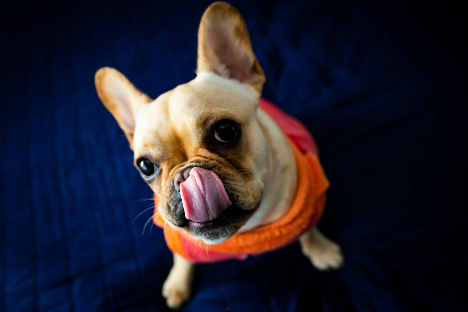 Foto Casamento Cecilia & Rodrigo.  - Imagem 15